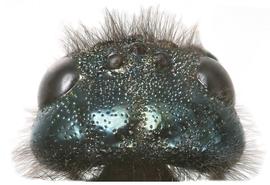   SIrex nitidus  female head; photo by H. Goulet, CNC 
